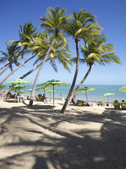 Fototapeta na wymiar Tropical Brazilian Beach with Palm Trees