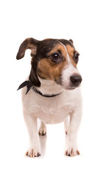 Jack Russell Terrier