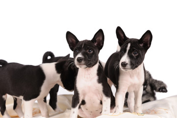 Basenji dogs puppy
