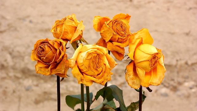Dry yellow rose flowers