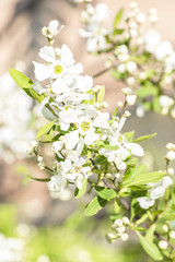 exotic flowering tree in spring