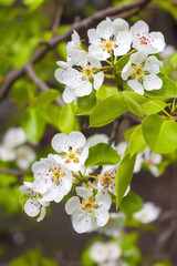 Flowering branch of pear tree in a spring