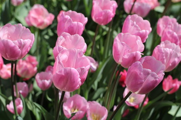 Fototapeta premium Tulipes roses