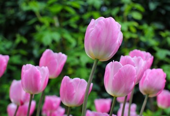 Obraz na płótnie Canvas Tulipes róże
