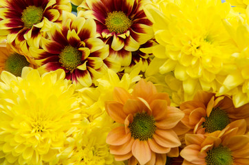 yellow orange flowers