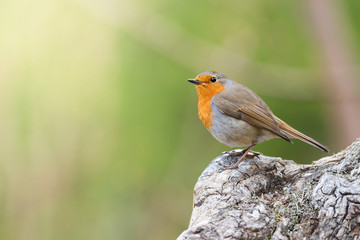 Red robin with green background