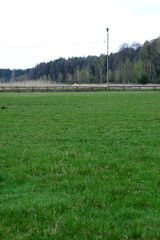 trawa © fotodrobik