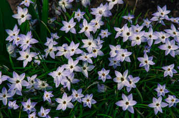 Fototapeta premium pink flowers