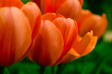 red orange tulip