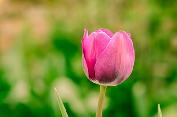 pink tulip