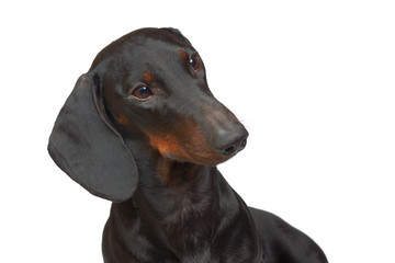 Portrait of  young smooth black and tan dachshund