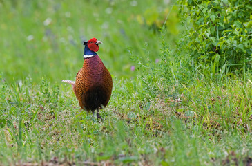 Pheasant
