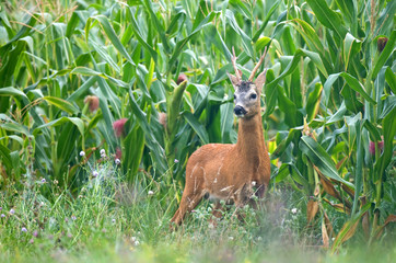 Roe deer