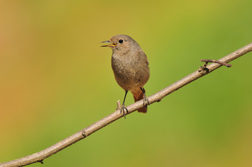 Black redstart