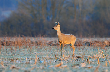 Roe deer
