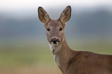 Roe deer