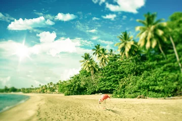Poster Tropical beach with a flamingo looking for food © Polarpx
