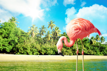 Pink flamingo in the water on a tropical scenery © Polarpx