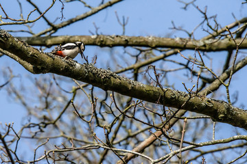 Woodpecker looking for food in a tree