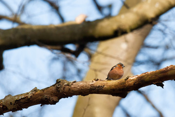 Chaffinch in the forest at wintertime