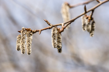 Fluffy blossom seed at springtime