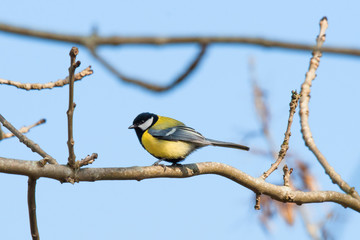 Fototapeta premium Parus Major sitting on a twig at springtime
