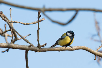 Parus Major bird looking for food