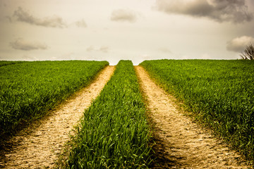 Road on a field with green grass