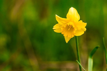 Obraz premium Yellow daffodil on green background
