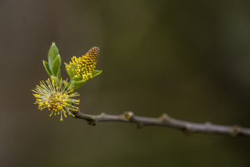 Fluffy seed blooming at springtime