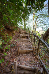 road through the forest at summer 