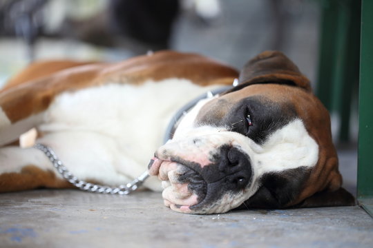 cane boxer che dorme