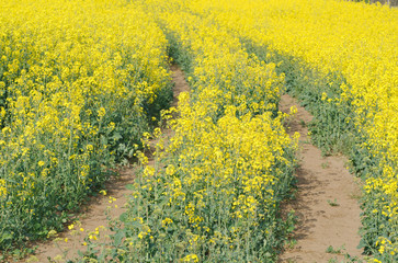 Road in Rapeseed Field