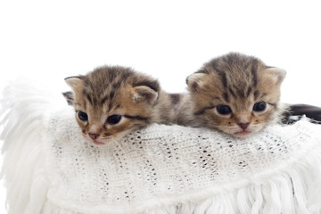 Fototapeta na wymiar striped kittens in a basket