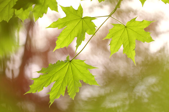Fresh green maple leaves in springtime