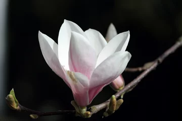 Foto auf Acrylglas Magnolie Magnolie 5