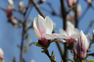 Papier Peint photo autocollant Magnolia Magnolia 2