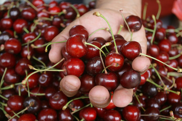 man holding a cherry in hand