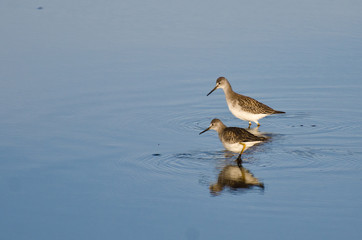 Two Sandpiper in Shallow Water