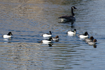 Common Goldeneye Ducks Swimming on the Water