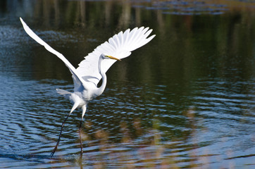 Great Egret Taking to Flight