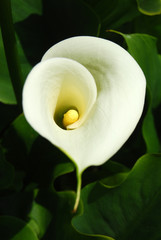 All the sensuality of a flower - Calla Zantedeschia - 205