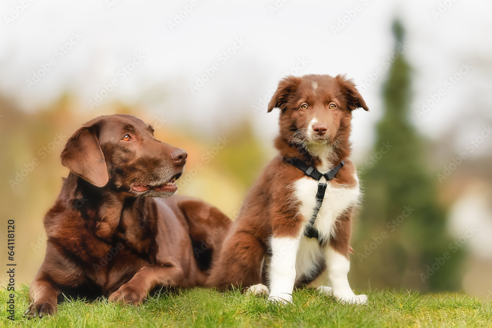 Canvas Prints Adult dog and puppy