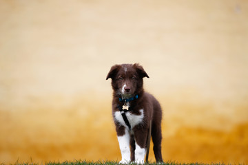 Brown border collie puppy