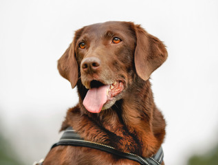 Brown labrador retriever