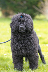 Black poodle