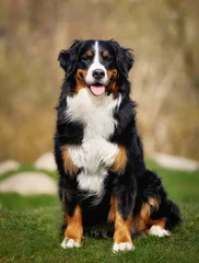 Selbstklebende Fototapete Hund Bernese mountain dog