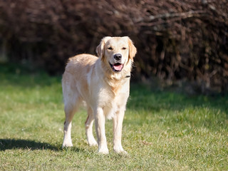 Purebred golden retriever