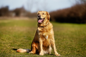 Purebred dog on grass field