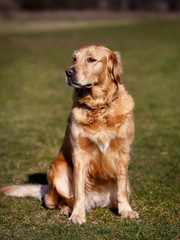 Purebred dog looking away from camera